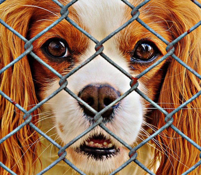 Aussetzung der Hundesteuer für Tierheimhunde