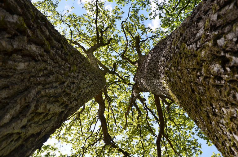 Die Hüllhorster GRÜNEN kritisieren geplanten Baumrückschnitt