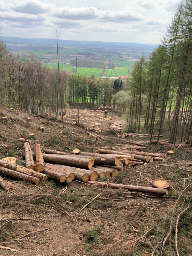 Antrag zur Rettung des Waldbestandes in Hüllhorst